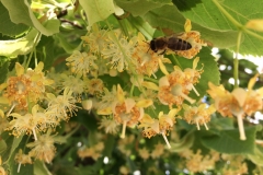 Lípa srdčitá (Tilia cordata)