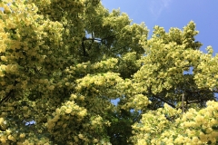 Lípa srdčitá (Tilia cordata)