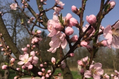 Broskvoň obecná (Prunus persica)