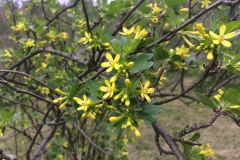 Meruzalka zlatá (Ribes aureum)