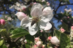 Jabloň domácí (Malus domestica)