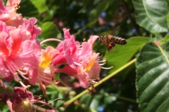 Jírovec pleťový (Aesculus x carnea)